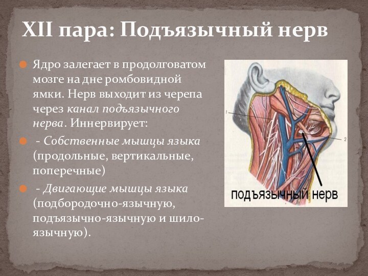 Ядро залегает в продолговатом мозге на дне ромбовидной ямки. Нерв выходит из