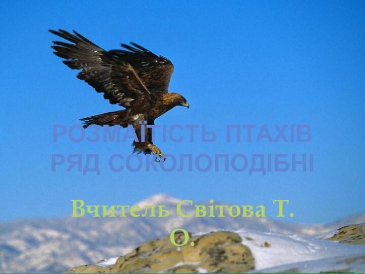 Розмаїтість птахів Ряд СоколоподібніВчитель Світова Т.О.