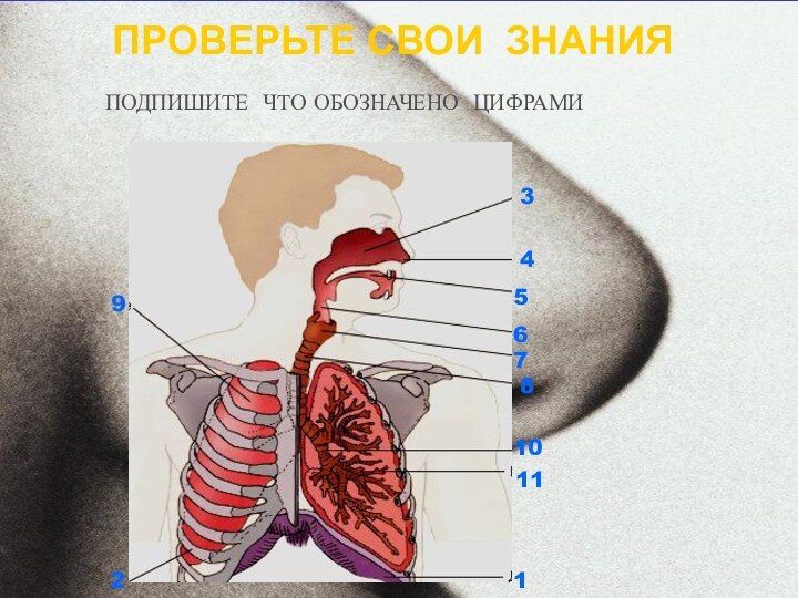 ПРОВЕРЬТЕ СВОИ ЗНАНИЯПОДПИШИТЕ ЧТО ОБОЗНАЧЕНО ЦИФРАМИ1234567891011