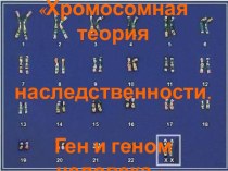 Хромосомная теория наследственности. Ген и геном человека