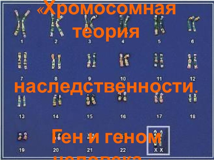 «Хромосомная теория наследственности.  Ген и геном человека ».