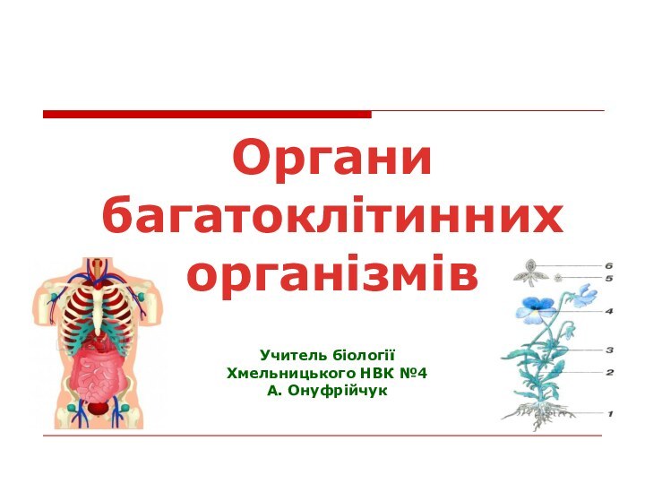 Органи багатоклітиннихорганізмів Учитель біології Хмельницького НВК №4 А. Онуфрійчук