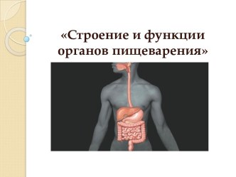 Строение и функции органов пищеварения