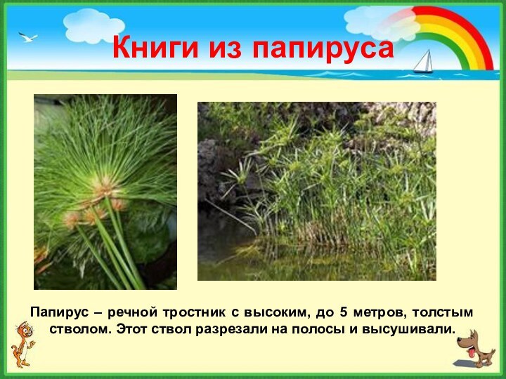 Книги из папирусаПапирус – речной тростник с высоким, до 5 метров,