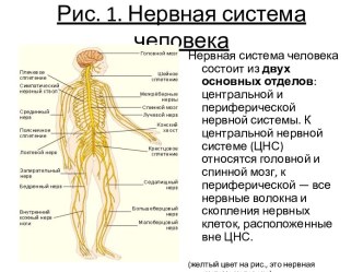 Нервная система человека