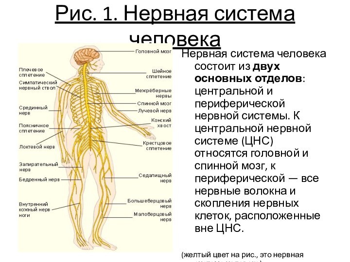 Рис. 1. Нервная система человекаНервная система человека состоит из двух основных отделов: