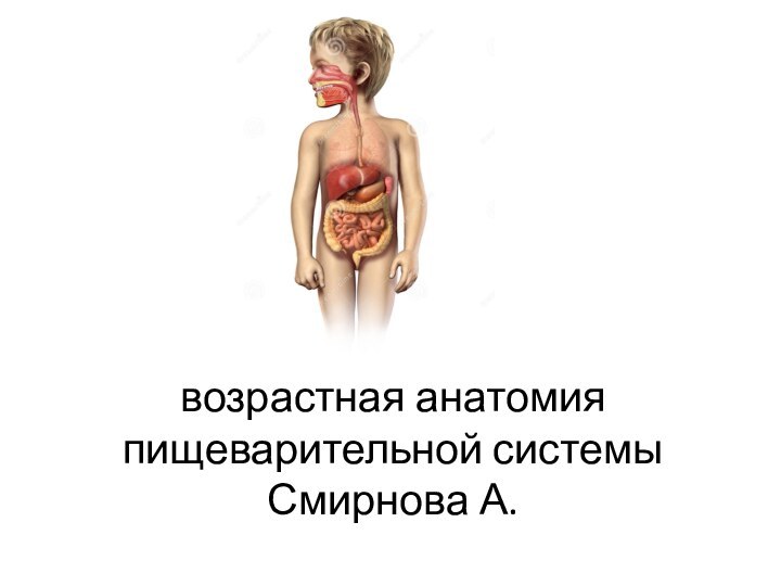возрастная анатомия пищеварительной системы Смирнова А.