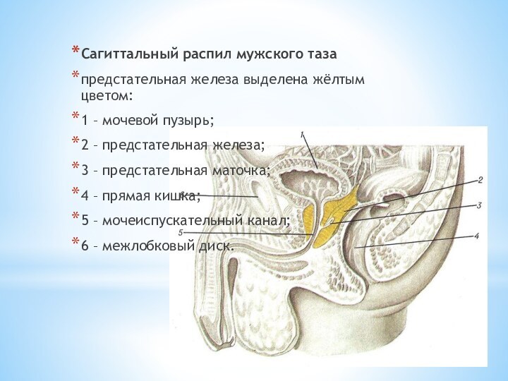 Сагиттальный распил мужского тазапредстательная железа выделена жёлтым цветом:1 – мочевой пузырь;2 –