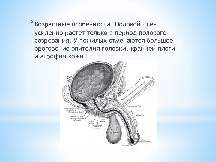 Возрастные особенности. Половой член усиленно растет только в период полового созревания. У