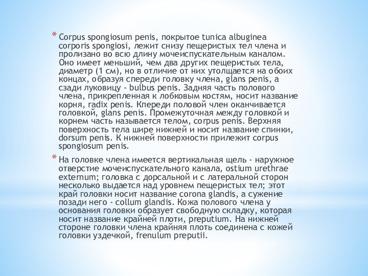 Corpus spongiosum penis, покрытое tunica albuginea corporis spongiosi, лежит снизу пещеристых тел