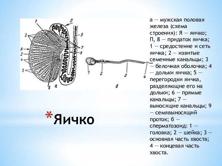 Яичко а — мужская половая железа (схема строения): Я — яичко; П,