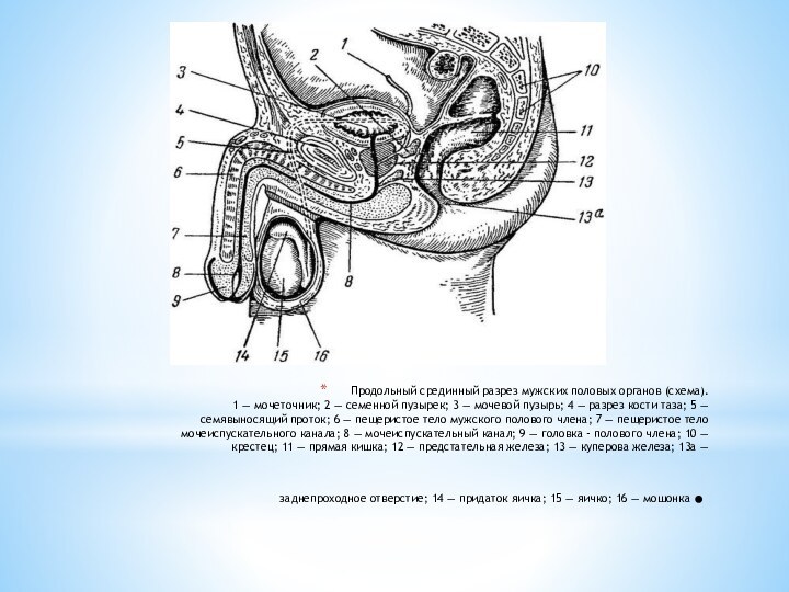  Продольный срединный разрез мужских половых органов (схема). 1 — мочеточник; 2 —