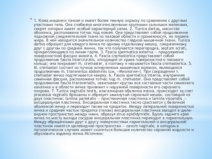 1. Кожа мошонки тонкая и имеет более темную окраску по сравнению с