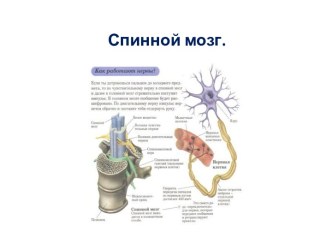 Спинной мозг.