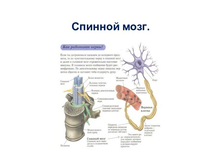 Спинной мозг.Ненр