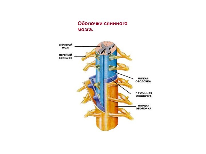 Оболочки спинного мозга.