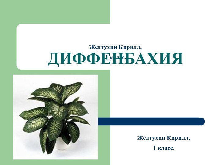 Желтухин Кирилл, 1 класс.ДИФФЕНБАХИЯ  Желтухин Кирилл, 1 класс.