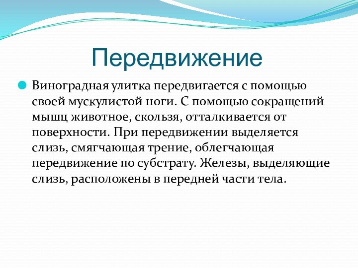 ПередвижениеВиноградная улитка передвигается с помощью