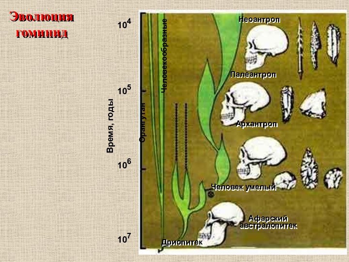 Эволюция гоминид107106105104Время, годыДриопитекЧеловек умелыйАрхантропПалеантропНеоантропОрангутанЧеловекообразныеАфарский австралопитек
