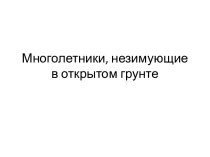 Многолетники, незимующие в открытом грунте