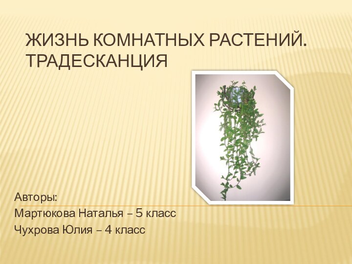 Жизнь комнатных растений. ТрадесканцияАвторы: Мартюкова Наталья – 5 классЧухрова Юлия – 4 класс