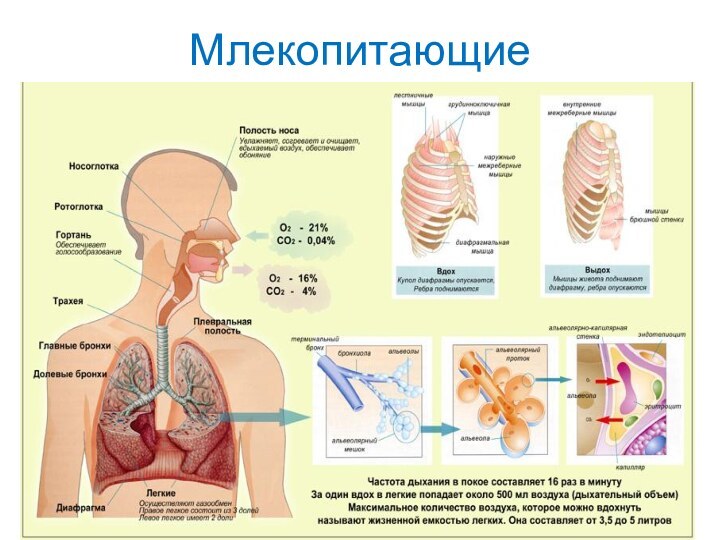 Млекопитающие