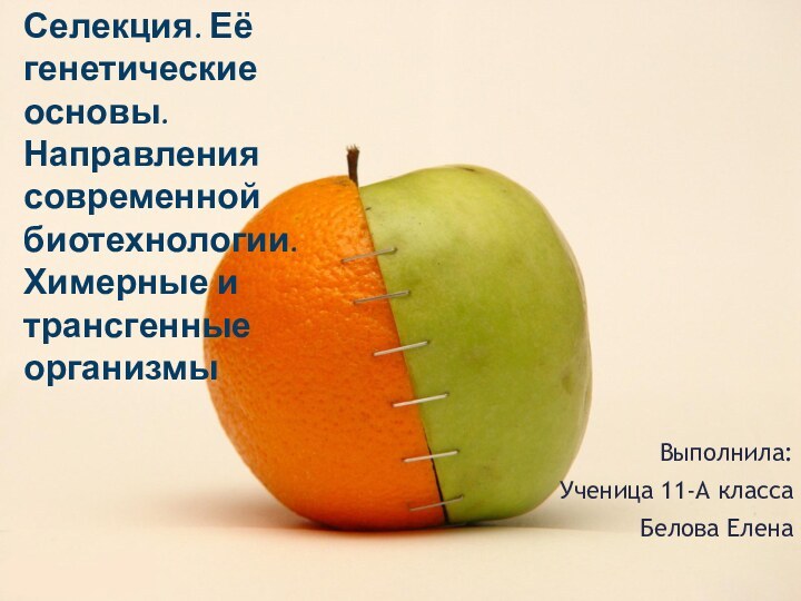 Выполнила: Ученица 11-А классаБелова ЕленаСелекция. Её генетические основы. Направления современной биотехнологии. Химерные и трансгенные организмы