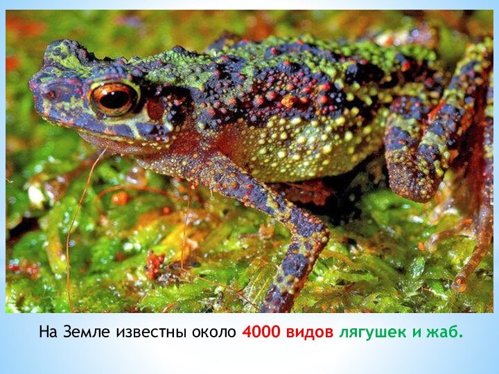 На Земле известны около 4000 видов лягушек и жаб.