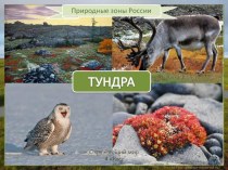 Тундра