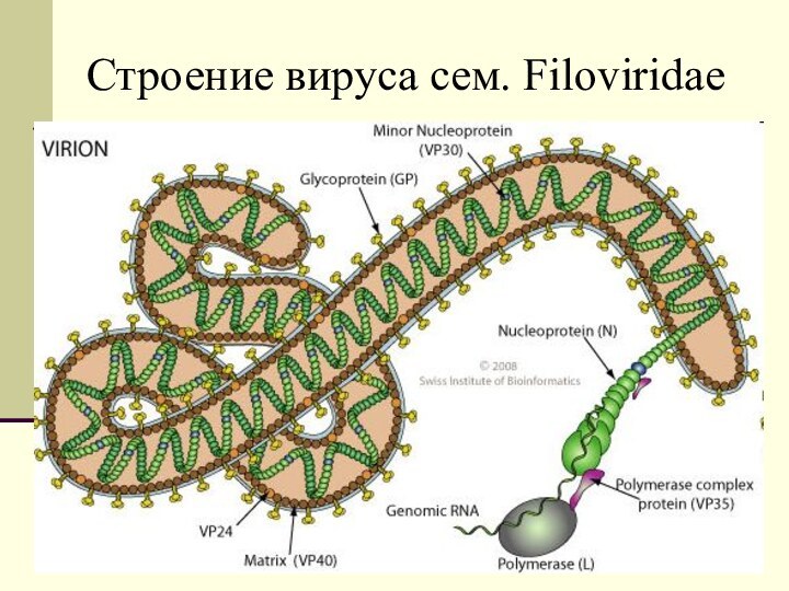 Вирус на сим карте. Вирус Марбург строение. Вирус Сими. Echo вирусы патогенез.