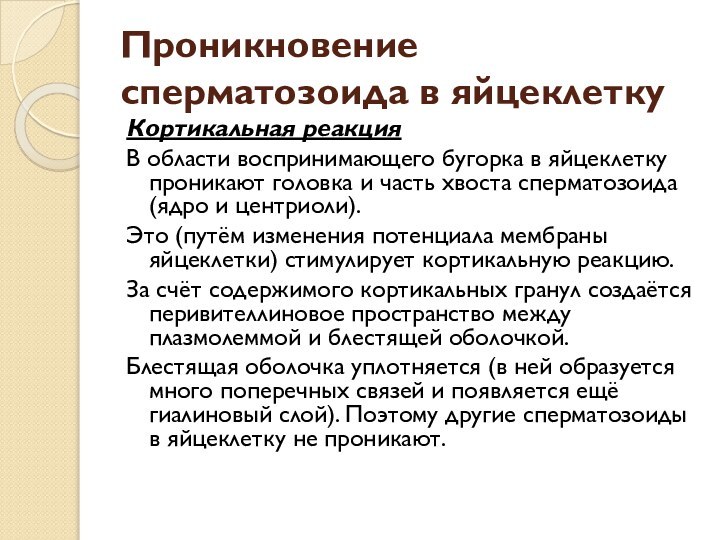 Проникновение сперматозоида в яйцеклеткуКортикальная реакция В области воспринимающего бугорка в яйцеклетку проникают