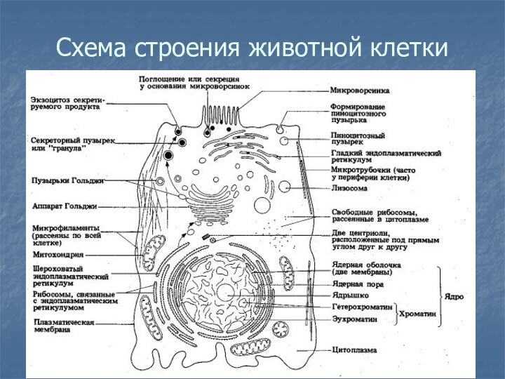 Схема строения животной клетки