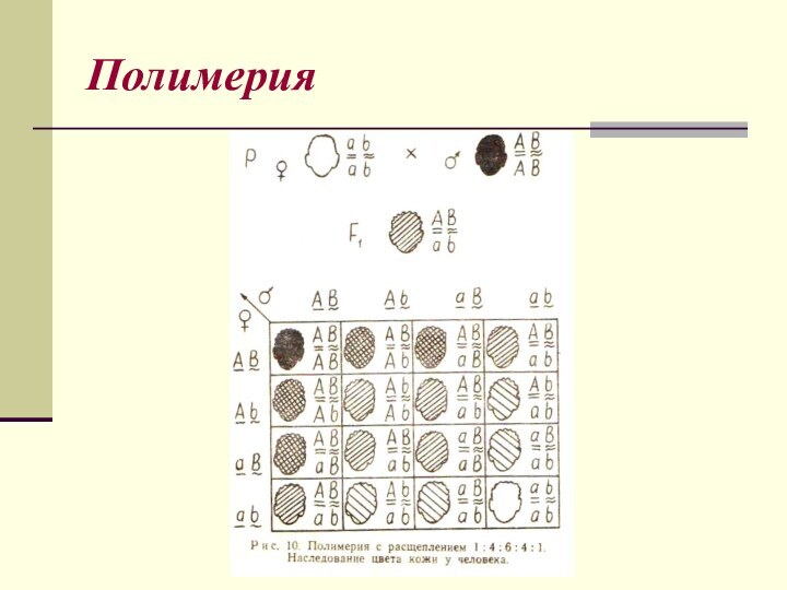 Полимерия