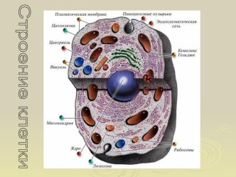 Строение клетки