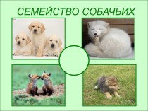 Животные семейства собачьих