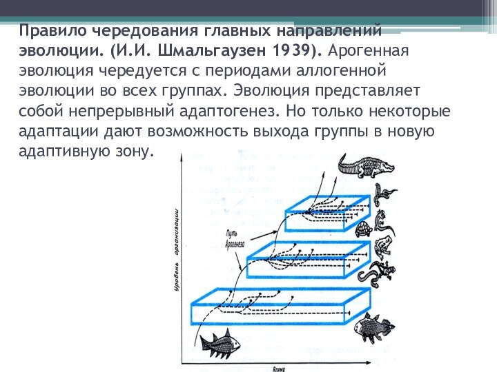 Правило чередования главных направлений эволюции. (И.И. Шмальгаузен 1939). Арогенная эволюция чередуется с