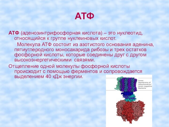 АТФАТФ (аденозинтрифосфорная кислота) – это нуклеотид, относящийся к группе нуклеиновых кислот.