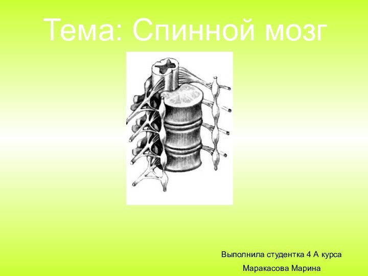 Тема: Спинной мозгВыполнила студентка 4 А курсаМаракасова Марина