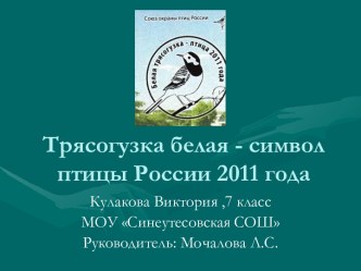 Трясогузка белая - символ птицы России 2011 года