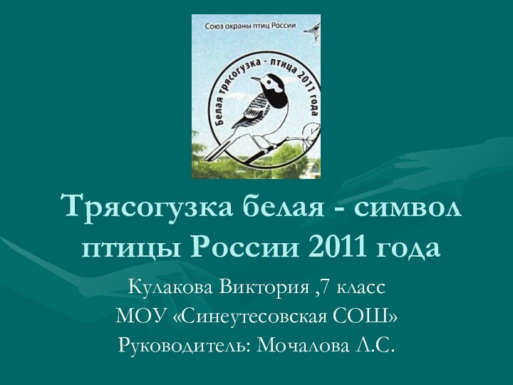 Трясогузка белая - символ птицы России 2011 годаКулакова Виктория ,7 классМОУ «Синеутесовская СОШ»Руководитель: Мочалова Л.С.