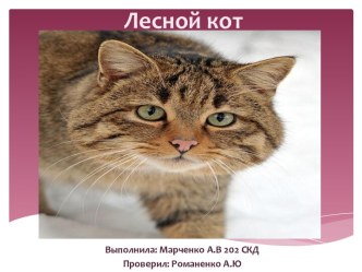 Лесной кот