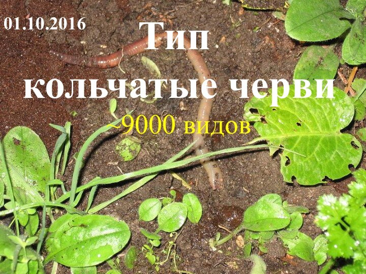 Тип кольчатые черви~9000 видов