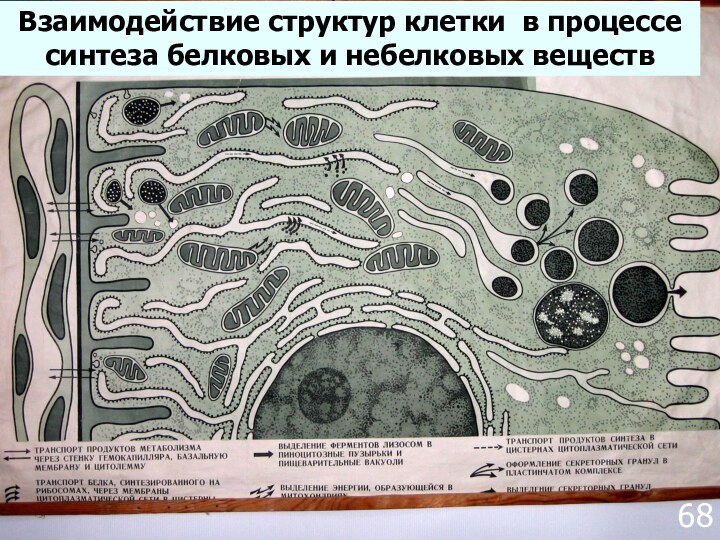 Слизистая оболочка разных отделов желудкаВзаимодействие структур клетки в процессе синтеза белковых и небелковых веществ