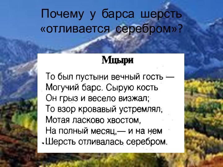 Почему у барса шерсть «отливается серебром»?