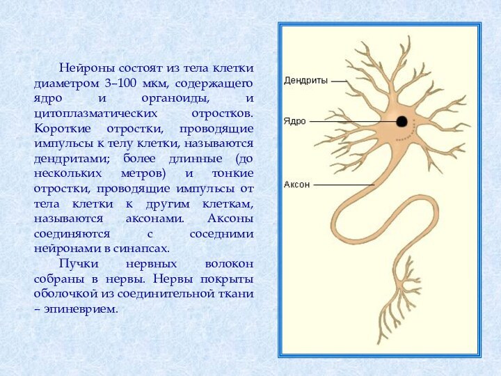 Нейроны состоят из тела клетки диаметром 3–100 мкм, содержащего ядро и органоиды,