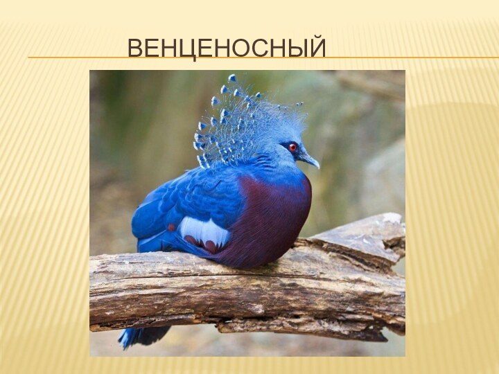 венценосный