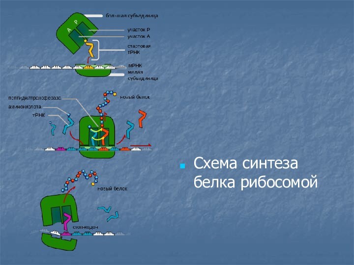 Схема синтеза белка рибосомой