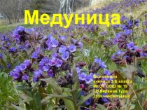 Медуница