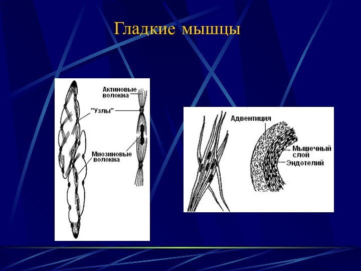 Гладкие мышцы