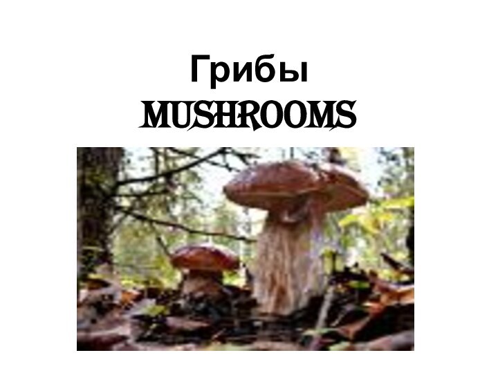 Грибы Mushrooms